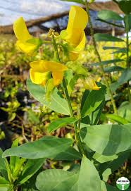 Image result for Crotalaria torrei