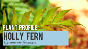 Both varieties of holly fern have spores on the underside of each frond, which enable the plants to reproduce. Holly Fern Plant Profile Youtube