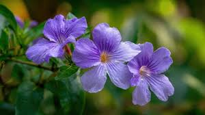 Image result for Barleria vollesenii