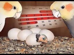 Evolution Of Cockatiel Baby Chicks Checking Nest Box Day 2 To Day 17 Mixed Breed