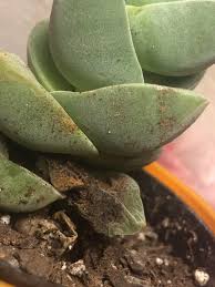 We did not find results for: Help With My Roommates Succulent Randomly Noticed It Has All These Brown Spots And A Few Of The Lower Leaves Are Brown And Squishy Is It A Fungus Plantclinic