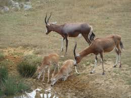 La Savane Picture Of Parc Animalier Et Botanique De Branfere Le Guerno Tripadvisor Elle devait notamment choisir un milieu naturel et trouver quels animaux y vivent. tripadvisor