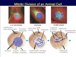 We did not find results for: The Cell Cycle And How Cells Divide Phases