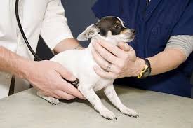 The vet will perform a physical exam and let you know if there are any problems. How To Help Your Dog Not Fear The Vet