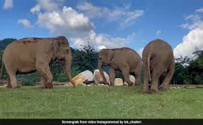 All elephants are plant eaters (herbivores). N4ubyyptuedl4m