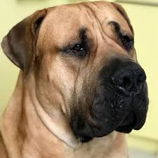 Image May Contain Dog Mastiffs Pitbull Mastiff Mastiff Breeds