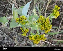 Image result for Flaveria bidentis