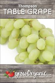 Table Grape Vine Thompson Seedless Grapes Growing Grapes Organic Seeds