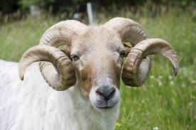 Ovis Aries In 2020 Animals Animal Study Animal Paintings