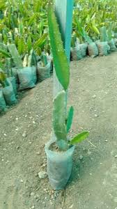 San pedro cacti need a lot of natural light and mature plants don't mind being in full sun. Full Sun Exposure Dragon Fruit Plant For Fruits Rs 40 Piece Id 22595591791