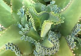 They're an acquired taste, but once hooked (forgive the pun) be sure you have the right tools when it comes time to transplant them. How To Care For Mother Of Thousands Smart Garden Guide
