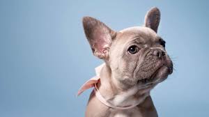 Superb litter of blue french bulldog puppies for sale. 3 Tips To Avoid Puppy Scams During The Pandemic According To Better Business Bureau Investigator Gma