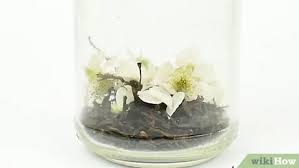 Jasmine tea can be brewed from tea bags, loose tea leaves, or rolled pearls. 3 Ways To Make Jasmine Tea Wikihow