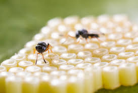 Image result for Nesaea polycephala