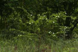 Image result for Heinsia