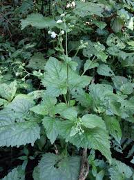 Image result for Adenostemma mauritianum