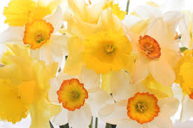 What is the birth flower for march? March Birth Month Flower Daffodils Jblooms