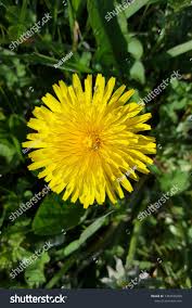 Image result for Taraxacum sp.