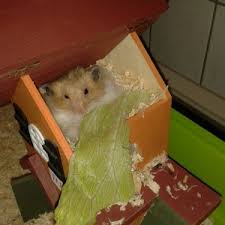 Ich muss sagen, ich war zuerst ratlos, ob ich bei. Hamster Schnuff Beim Essen In Seinem Modernen Hamster Haus Das Hamsterforum