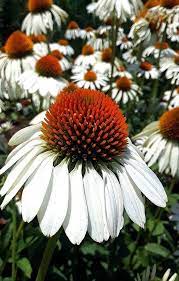 White Swan Coneflower Echinacea Purpurea White Swan Plant Echinacea Purpurea Echinacea Plants