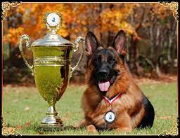 grunwald haus long coat german shepherd dogs polish arabian horses german shepherd breeders german shepherd dogs schutzhund