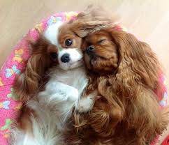 The king charles spaniel (also known as the english toy spaniel) is a small dog breed of the spaniel type. 19 Grunde Niemals Einen Cavalier King Charles Spaniel Zu Adoptieren