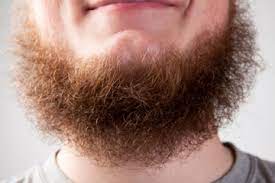 When you shave in the morning, you have shadow by the evening and you'll probably want to shave it again the next day. How Often Should I Shave My Beard Howstuffworks