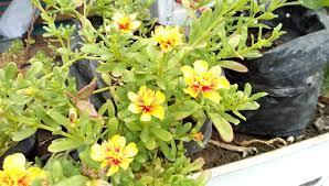 Toko bunga krokot menjual produk tanaman hias bunga krokot & tanaman hias lainnya. Jual Bibit Bunga Krokot Import Termurah Di Kota Jogjakarta Sb Flash Farms