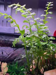 Image result for Crepidomanes