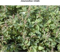Image result for Amaranthus viridis