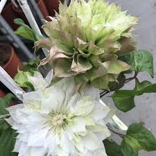 This plant will provide nectar and how to care. Clematis Sen No Kaze 1l Fruttii Shop