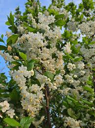 Image result for Embelia xylocarpa