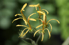 Image result for Helichrysum longifolium