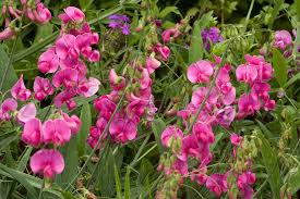 Image result for Lathyrus