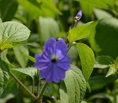 Image result for Browallia americana