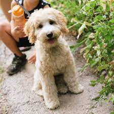 Mini Labradoodle Toy Poodle Lab Mix Info Pictures Facts Doggie Designer Labradoodle Miniature Labradoodle Grooming Labradoodle