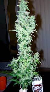 In this guide you will learn humidity for cuttings, seedlings and flowering plants schedule for ideal humidity of weed plants since you're constantly ventilating your grow room, heat from the lamps and the humid air are. Indoor Humidity Control For Cannabis Plants Grow Weed Easy