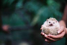 Untitled Cute Animals Animals Beautiful Cute Creatures