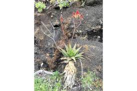 Image result for Aloe haroniensis