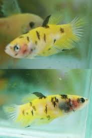 Fwbettashmp1418097239 Koi Yellow Female F499 Koi Betta Betta Fish Betta