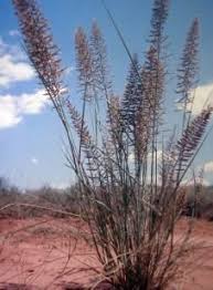 Image result for Pogonarthria