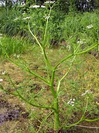 Image result for Oenanthe mildbraedii