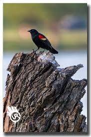 Black Bird With White Stripes On Wings Red Wing Blackbird Photographed At White Rock Lake Dallas Texas Bird Wildlife Dallas Texas Blackbird Black Bird Lake Dallas Wildlife