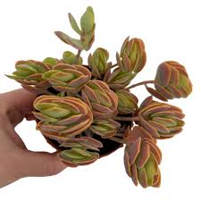 Image result for Kalanchoe rotundifolia