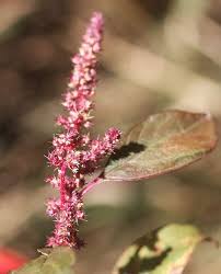 Image result for Amaranthus hybridus