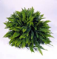 Pin By Melissa Vella On Varens Ferns Ferns Plant Leaves Bluebells