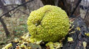 If you have ugli fruit, also known as osage orange and hedge apple, then you can use that. 765 Hedge Apple Photos Free Royalty Free Stock Photos From Dreamstime