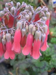 The mother of millions has narrow leaves, and you can see the plantlets on the leaves' tips. Kalanchoe Blooms Cactus Plants Cactus And Succulents Mother Of Millions Plant