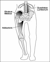 The muscular system is made up of specialized cells called muscle fibers. Why One Leg A Simple Understanding Of Single Leg Training Mark Fisher Fitness