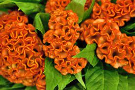Product Profile Celosia Autumn Flowering Plants Planting Flowers Celosia Flower